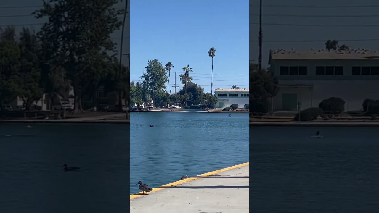 Domestic goose flying in with Canadas