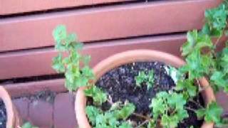 propagating ivy geranium