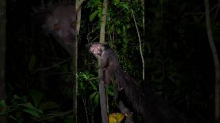 The Aye - Aye, The Worlds Largest Nocturnal Primate.