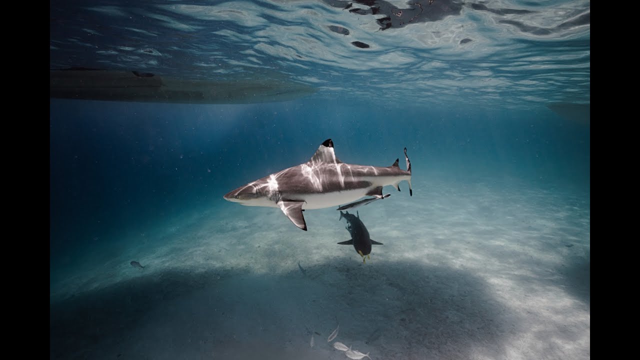 Republic of Palau Shark City 360 VR