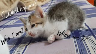 My Brother Not Like Me. Kitten Reaction
