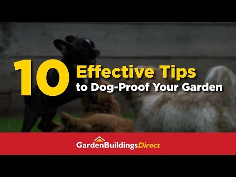 Video: Cara Membuat Yard Musim Panas yang Menyenangkan dan Aman untuk Anjing Anda