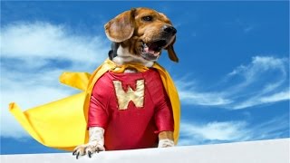 5 Cases of Dog Heroism (in HD!!!) by Dim Kampra 666 views 7 years ago 5 minutes, 35 seconds
