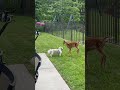 Ottie the dog makes new backyard friend