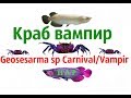 Краб вампир.Geosesarma sp Carnival/Vampir