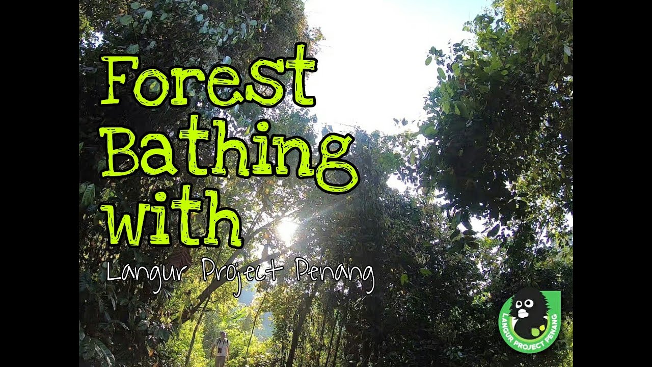 Forest Bathing Through Our Fieldwork Experience! - Langurs & the Rainforest~