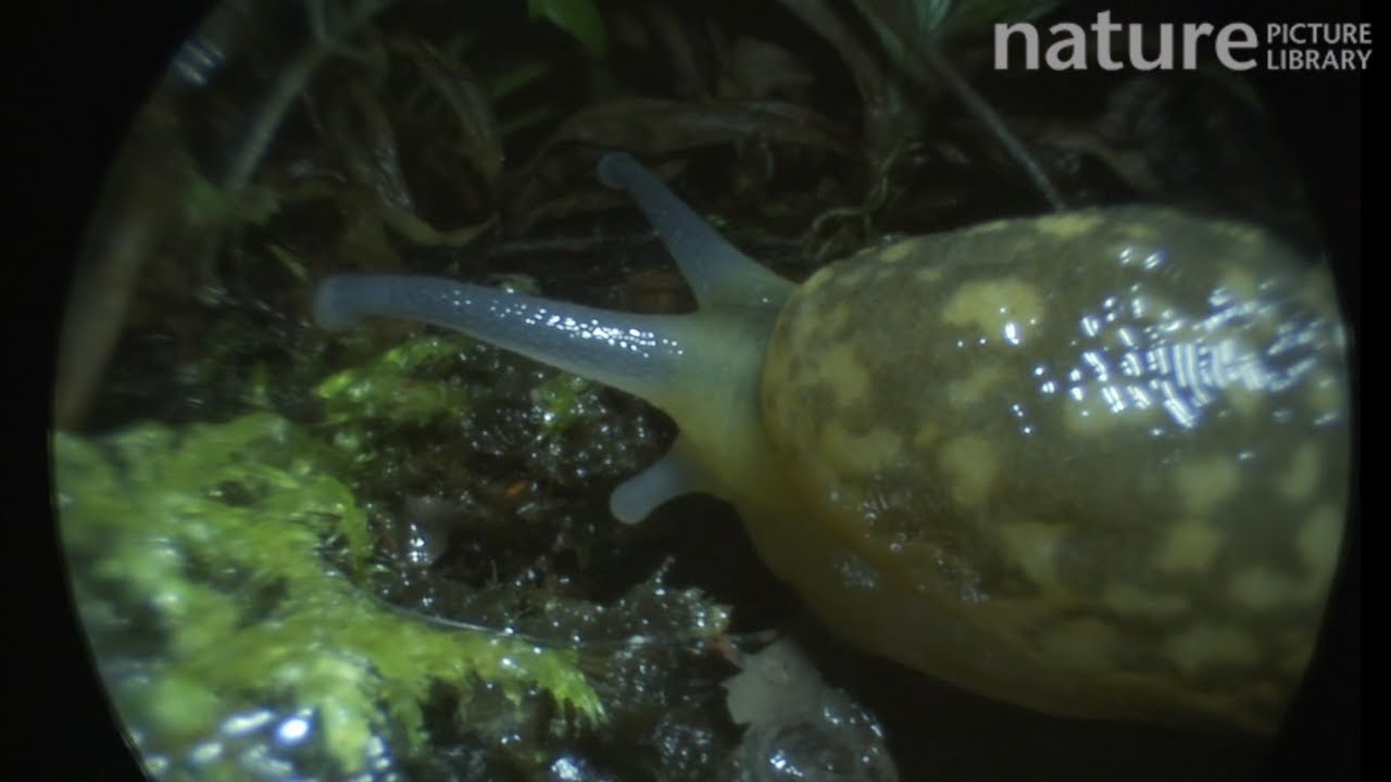 footage of chernobyl Yellow slug leaving a slime trail and extending and retracting its eyestalk, footage taken using an