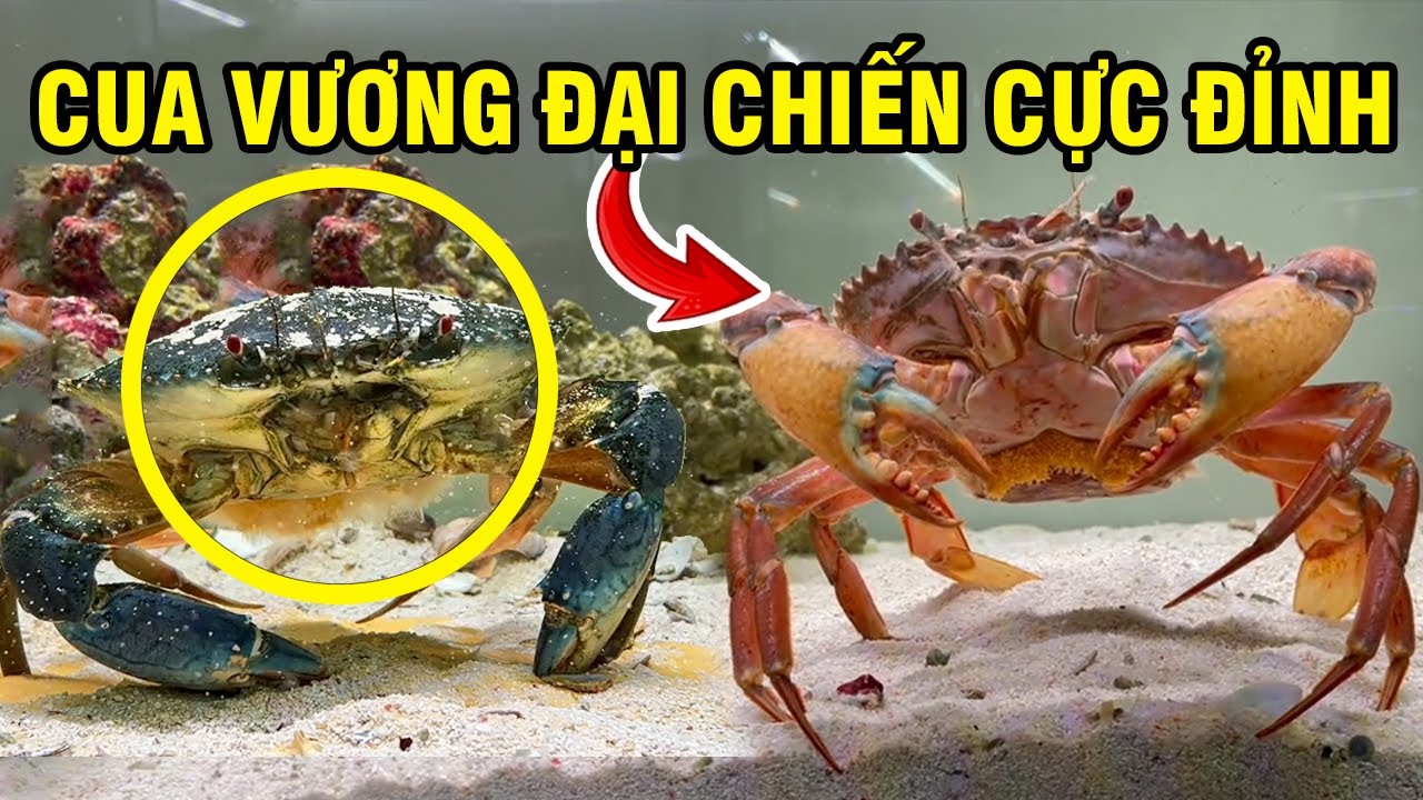 Review Nuôi Vợ Chồng CUA XANH Trong Bể Kính Nhân Tạo Và Cái Kết P3