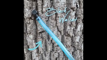 Black Walnut and Maple Tree Tapping for Syrup