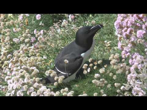Razorbills Alca torda on the Isle of Lunga, Scotland