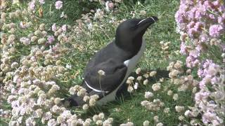 Razorbills Alca Torda On The Isle Of Lunga, Scotland