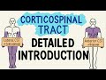 Corticospinal Tract - EASIEST INTRODUCTION! Mp3 Song