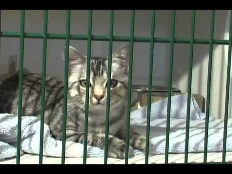 Volunteering with Shelter Cats
