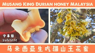 喝猫山王榴莲花蜜 Musang King Durian Honey  (subtitle)