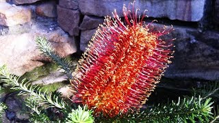 Angus's Plants for Aussie Birds  Banksia ericifolia