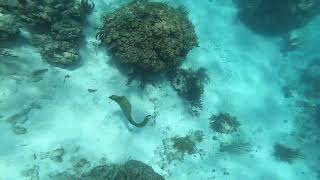 2023.05 Large Green Moray Eel (Video #2) @ Aquarium Reef, Grand Cayman