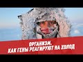 Как гены реагируют на холод - Организм