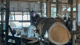 Sawing a 31 inch knotty white pine #32