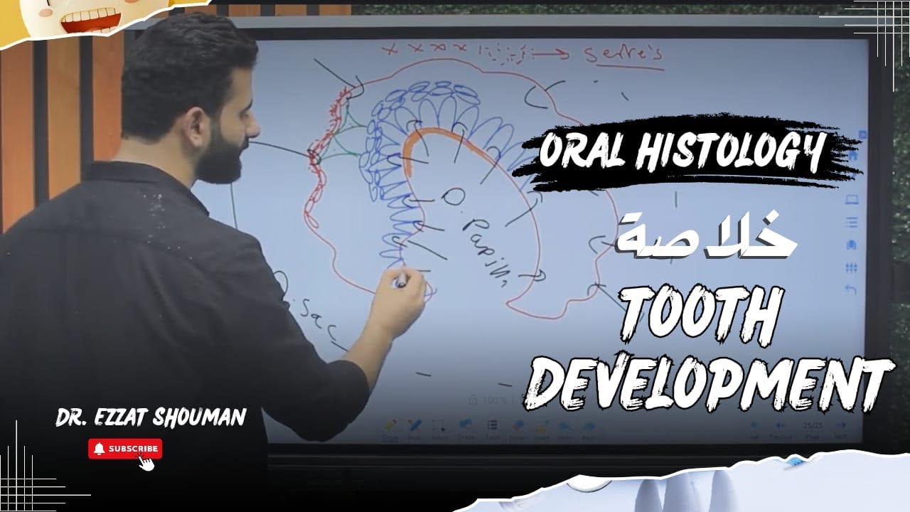 tooth development كامل || oral histology || عزت شومان