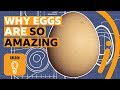 The Egg: A Microcosm of the Universe