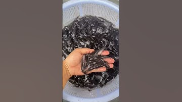 Cá lăng đuôi đỏ giống. Cá lăng nha giống #cá_giống #trại_cá_giống_út_me 0909770509