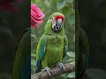 A good parrot #dance #wildlife #birds #nature