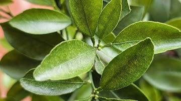 Hướng Dẫn Siết Nước Cây Quất Cảnh Để Ra Hoa, Đậu Quả Tự Nhiên