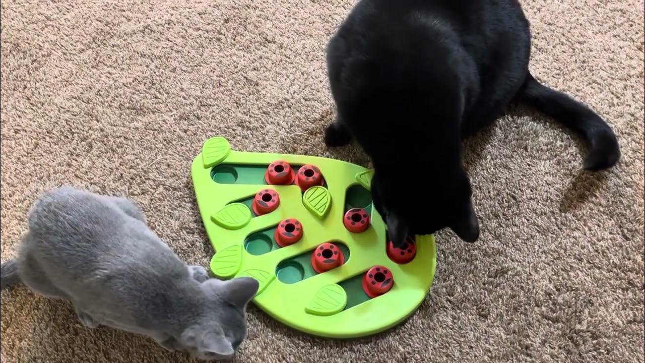 Petstages Buggin Out Puzzle Play Cat Toy