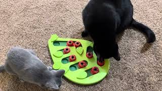 Our New Catstages Buggin Out Puzzle Play Toy
