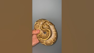 Lesser leopard ball python #shorts