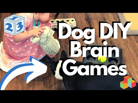 Video: 3 mẹo để dạy chó sục Boston của bạn để chơi Fetch