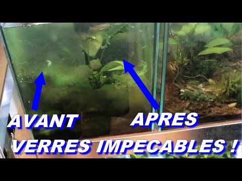 Vidéo: Comment Nettoyer La Paroi D'un Aquarium