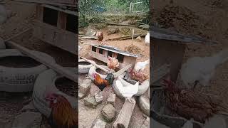 #galinha #chicken #music #sitio #fazenda #vidanaroça # deixa o like e se inscreve pessoal 🤠🤠👍👍🤝🤝
