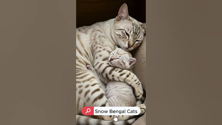 Video 8827741: bengal leopard kitten, snow leopard bengal, bengal kitten climbing, little bengal kitten, baby snow bengal, bengal mom