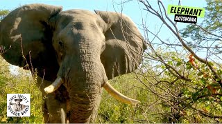 Terrifying 5yard Shot on a Giant Botswana Elephant!