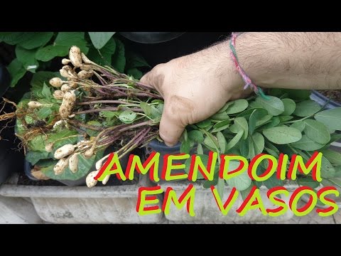 Vídeo: Você pode cultivar amendoim em recipientes - Aprenda sobre cuidados com plantas de amendoim em vasos