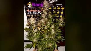 ปลูกกัญชาออโต้ PurplePunchAuto #FastBuds #อุปกรณ์ปลูกธรรมดาบ้านๆครับ