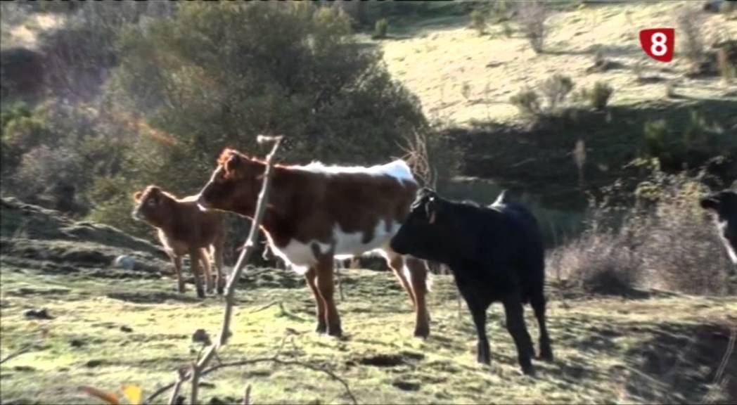 AVILA ES ASÍ DE NATURAL 25-2 -16