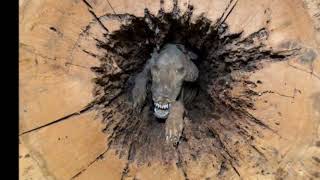 Dog Mummified for 20 Years after Running through a Hollow Tree