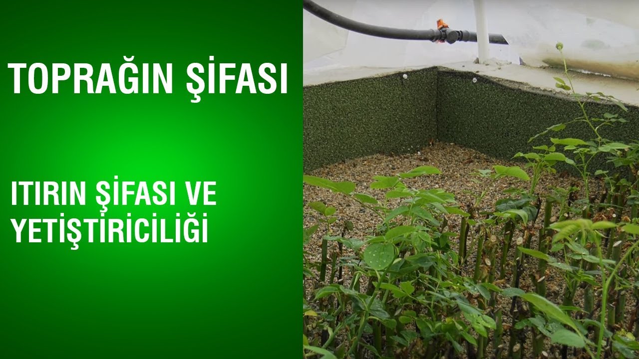 Toprağın Şifası - Itırın Şifası ve Yetiştiriciliği