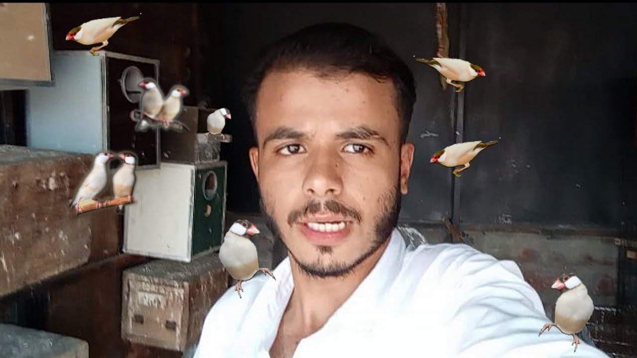 Java Finch colony laga di | Breeding start season | 2024 - YouTube