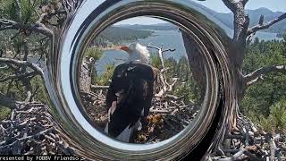 Shadow   the master of the nest and its soul FOBBV CAM Big Bear Bald Eagle Live Nest - Cam 1