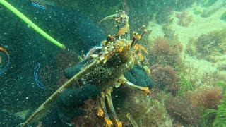 Torquay Diving - 2 Crays, Incredible Reef by Great Ocean Divers 630 views 4 months ago 5 minutes, 14 seconds