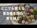 #669【ホムセン多肉や100均で出会えます】普及種だけで可愛さMAX。春のふっくら寄せ植え