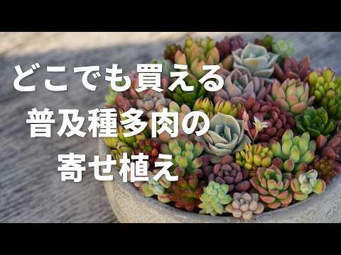 多肉植物 つぶつぶ屋 - YouTube