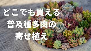 ◇27【現品　カット】多肉　チェリーズ　ツンツン多肉　可愛い♡ 669 [You can find them at home improvement stores and 100-yen