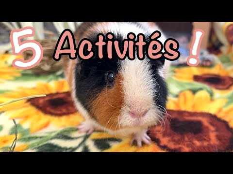 DIY : comment fabriquer des jouets pour vos cochons d’Inde