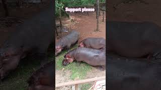 दरियाई घोड़ा मजे में खाते हुए🦛🦛🦛🦛🦛 #animals #animallife #animalshorts #nature #discovery #zoo