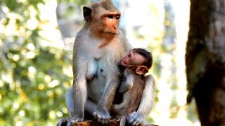 Uncomfortable Feel Poor Baby Jasper Deep Hungry Milk Hard Suggest Mom Jilina Feeding Milk Sleep