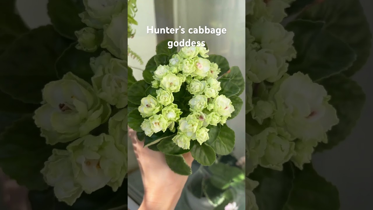 Hunter’s cabbage goddess мини-фиалка